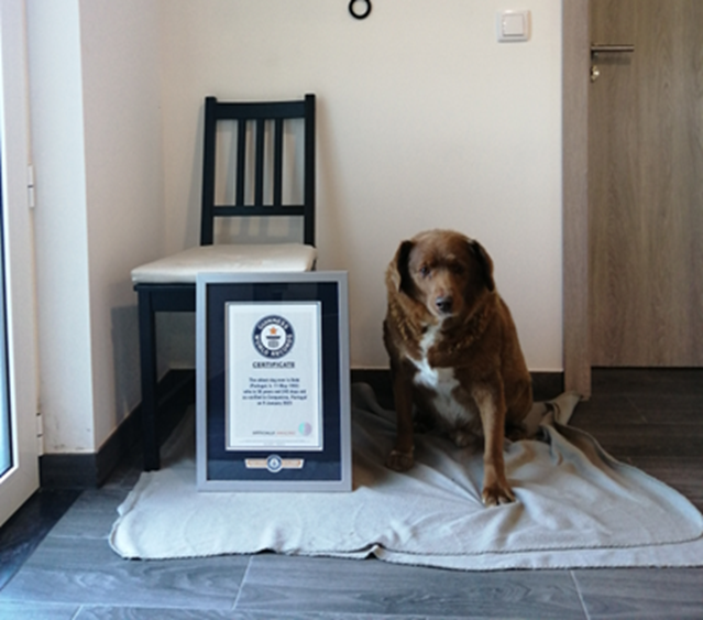 The world's oldest dog ever: Bobi takes Guinness World Record at 30 years old