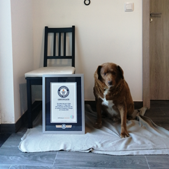 Bobi, a purebred Rafeiro do Alentejo from Portugal, has been declared the world’s oldest dog living and the oldest dog ever at 30 years and 266 days old, Guinness World Records said.