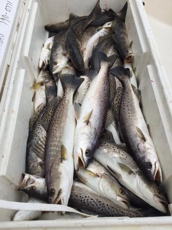 Speckled trout population falls to lowest level ever in Louisiana