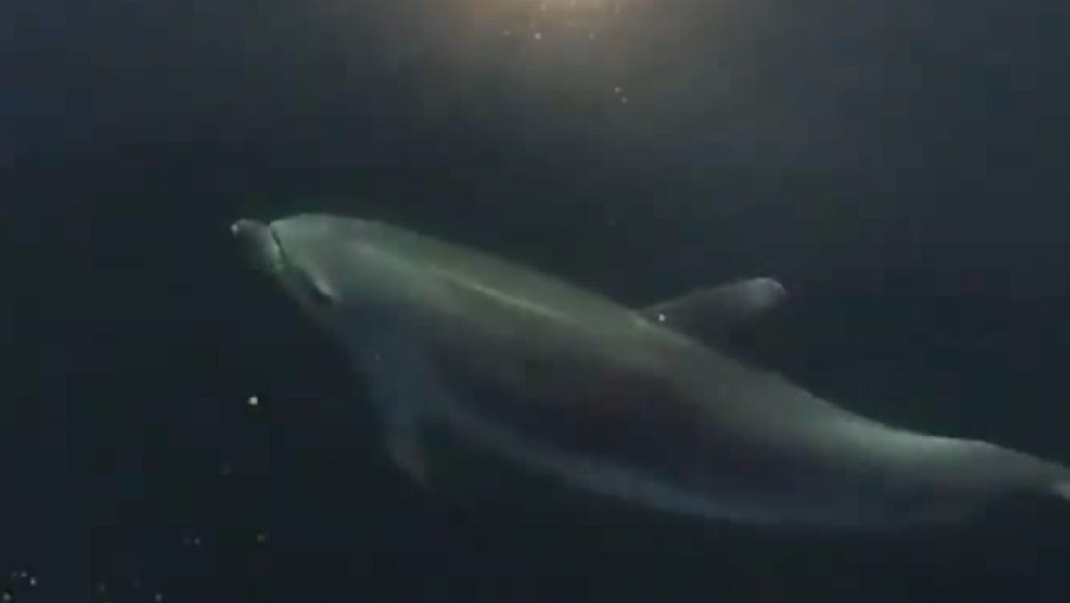 Morte em massa de golfinhos na Amazônia brasileira à medida que a temperatura da água aumenta