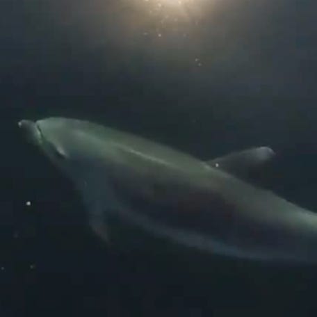 Dolphin swimming in California.