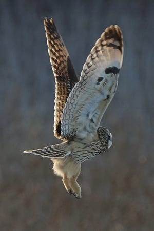 A short-eared owl leaves its perch at dusk, looking for prey at Magee Marsh.