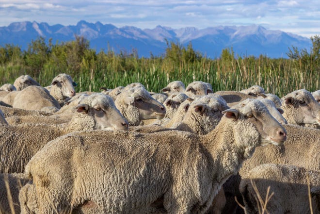 JD Schmidt’s sheep graze in the San Luis Valley on June 23, 2022. Drought has impacted every part of agriculture in the valley.