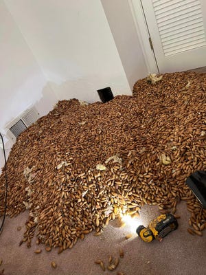 700 pounds of walnuts found in California vacation rental by acorn woodpecker 2 More than 700 pounds of acorns had been piled 20 to 25 feet high in the chimney of a house in Glen Ellen by a pair of pickaxes.