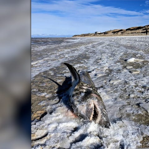 A dead shark was found frozen on a Cape Cod beach.