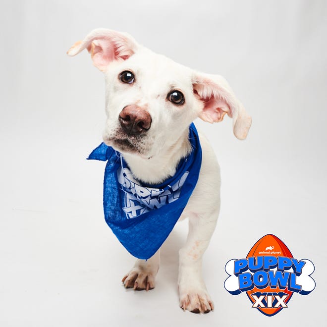 Eggs, anak anjing beagle-mix berusia 10 bulan, baru-baru ini diadopsi dari Blue Water Area Humane Society di Clyde, Michigan. Dia akan ditampilkan dalam acara adopsi Puppy Bowl tahunan ke-19 Animal Planet di Super Bowl Sunday bersama saudara laki-lakinya Bacon.