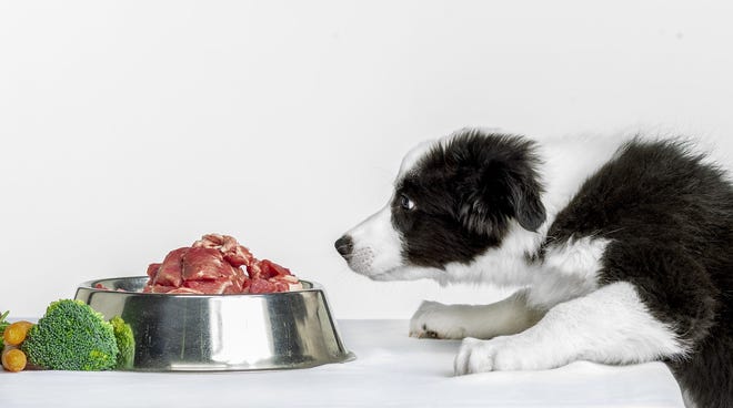 Dogs could benefit from eating table scraps, raw meat, study says Dogs could benefit from eating table scraps, raw meat, study says