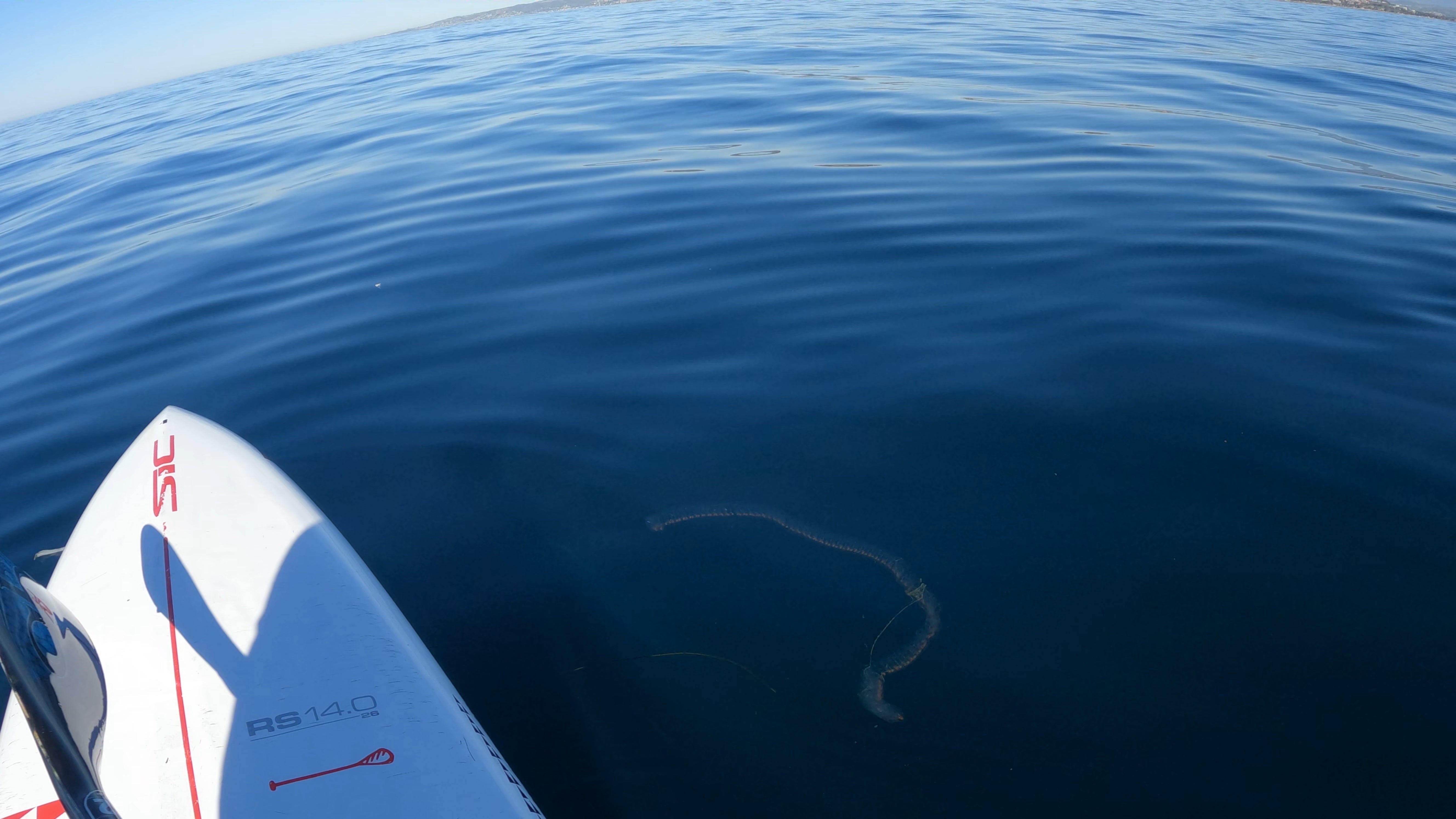 In this Jan. 31, 2023, photo, a sea salp is barely visible below the surface of the waters off Dana Point in southern California. The creature was spotted by Bill Clements while solo paddleboarding.