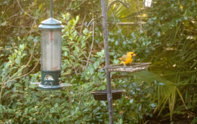 A rare yellow cardinal that News-Journal columnist Mark Lane spotted from his kitchen window. A one-in-a-million sighting.