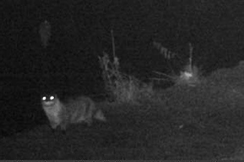 Otters caught on camera at Presque Isle State Park