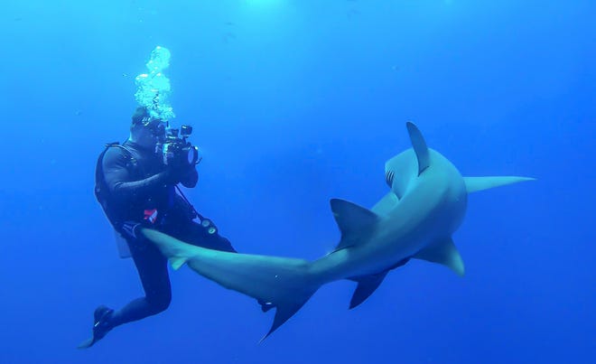 Newcomerstown native Lonnie Kirk takes photos of a shark while on a dive in West Palm Beach, Florida.