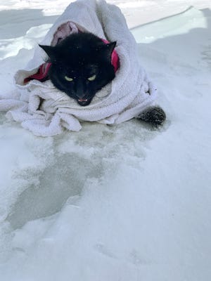 Cat with paws frozen to road is rescued in Michigan, re-named ‘Freezy’