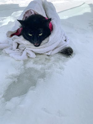 Cat with paws frozen to road is rescued in Michigan, re-named ‘Freezy’ Cat with paws frozen to road is rescued in Michigan, re-named ‘Freezy’