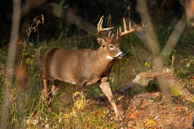 Ohio hunters checked whitetail deer from Sept. 10 through last Sunday, the highest total in a decade.