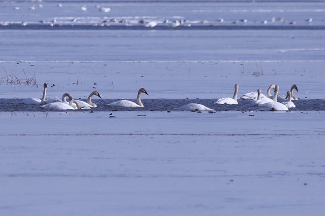 Trumpeter swans find some open water along the Lake Erie shore last month. The ice in Ottawa County has melted since then as temperatures have been unseasonably warm.