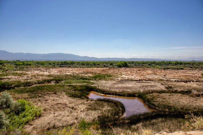 The oxbow, a horseshoe curve of the river that has transformed over time into a marsh, as seen from the San Antonio Bluffs on Albuquerque’s Westside. Consecutive years of drought dried parts of the marshland that are crucial habitats for birds, beavers and other animals.
