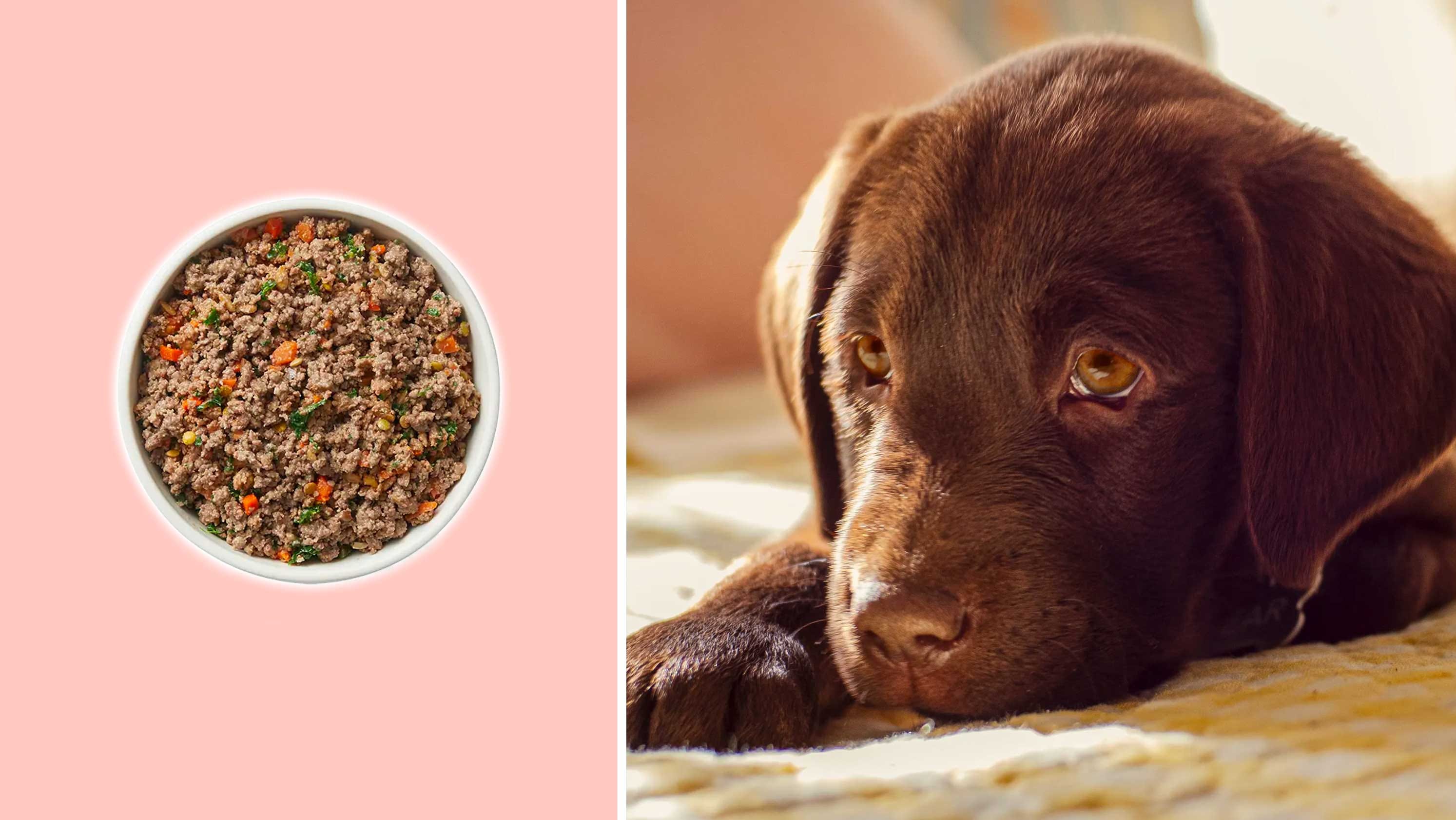 The Farmer's Dog Super Bowl Get 50 off your first fresh dog food order