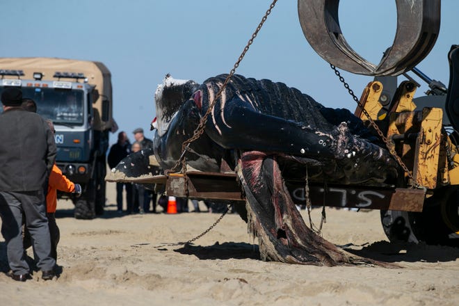 First responders and a Monmouth County work crew load a dead whale onto the back of a flat bed truck to be hauled away from Whiting Avenue Beach. The beached whale was the eighth to have died on or near the New Jersey’s coast since early December.  Manasquan, NJTuesday, February 14, 2023
