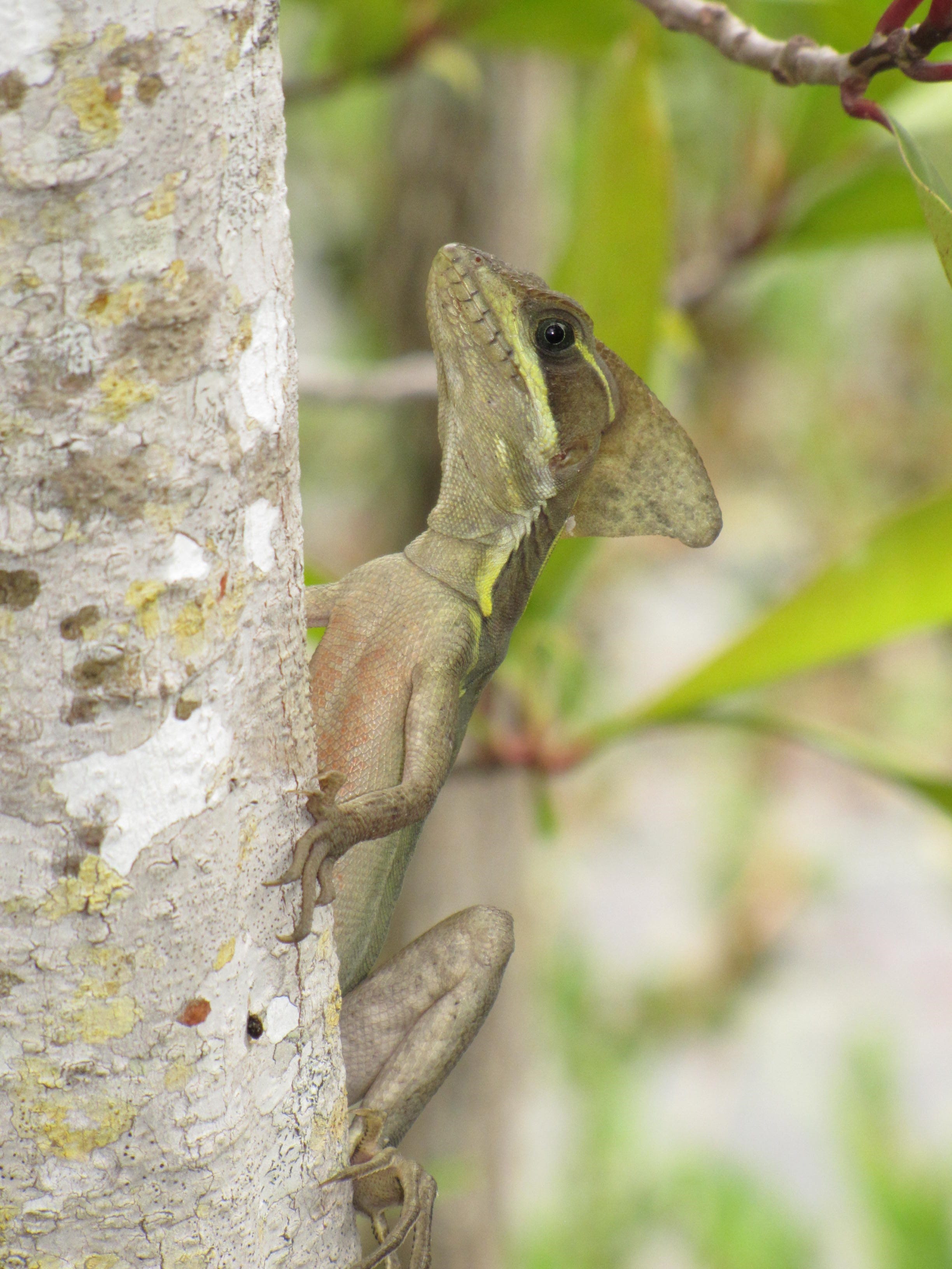 'Jesus lizard' in Florida What to know about brown basilisks