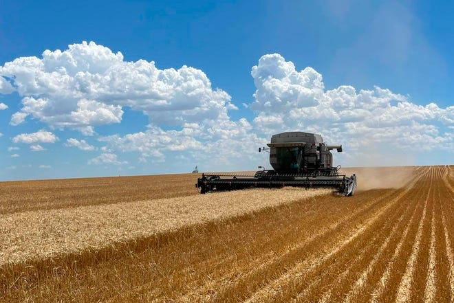 In this photo provided by Danny Wood, a combine harvests grain on his farm in northeastern Colorado in July 2022. Wood's combine has broken down, but the manufacturer doesn't allow him to make certain fixes, forcing Wood to wait precious days for service.