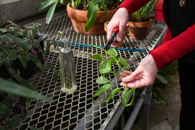 Tips for propagating house plants Tips for propagating house plants