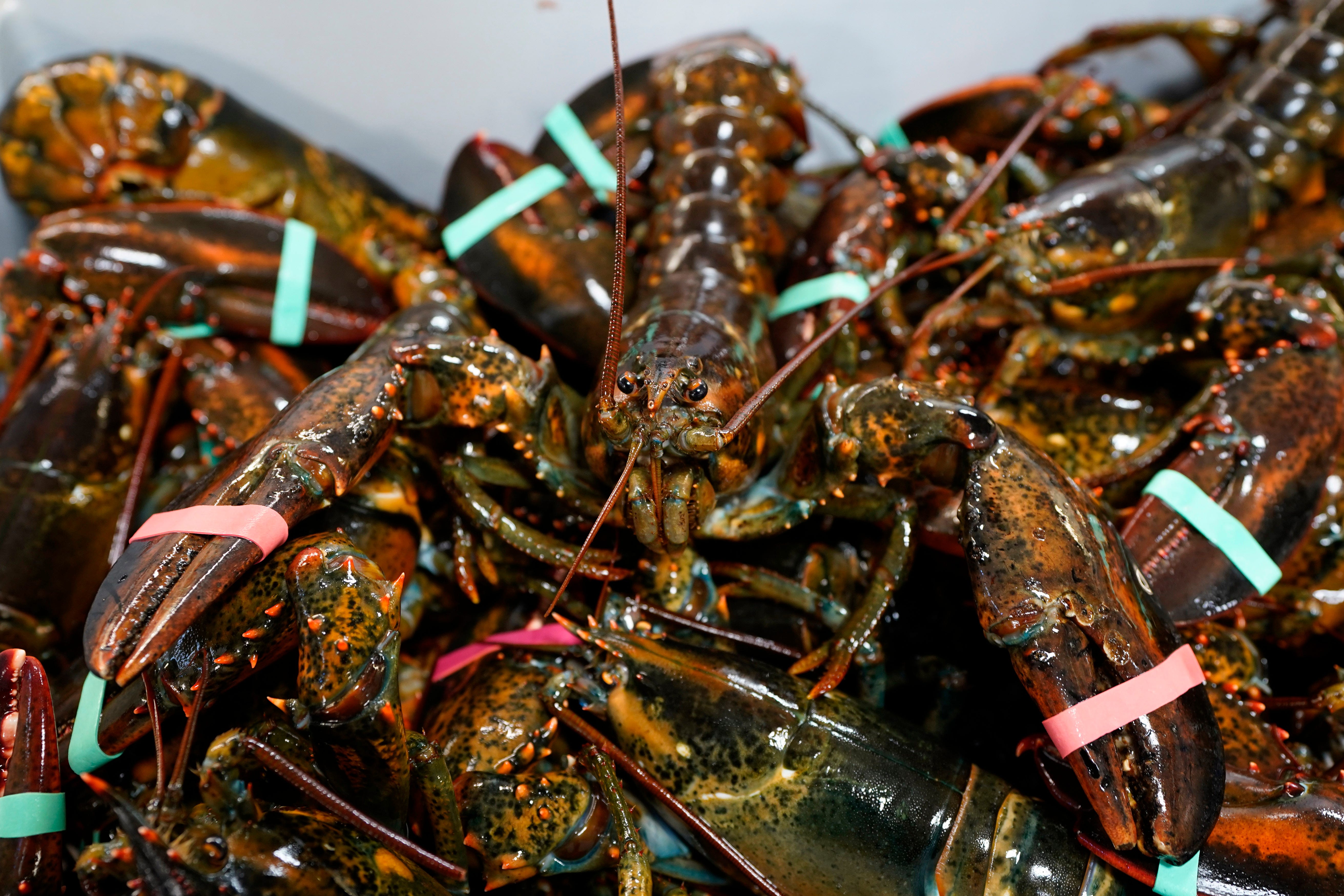 Maine lobster industry sues California aquarium for 'red list' that led to boycott