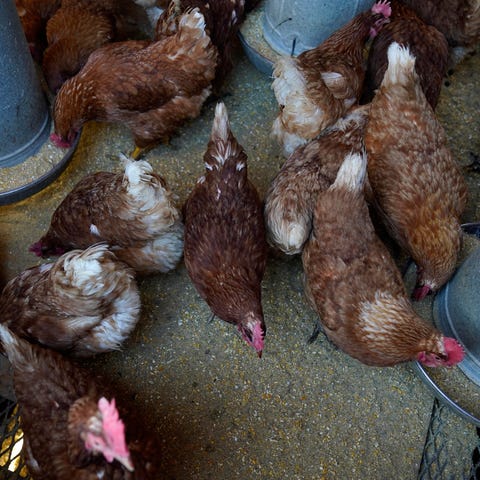 Red Star chickens feed in their coop, Jan. 10, 202