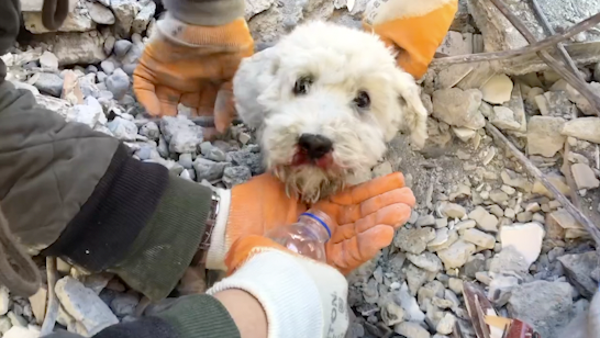 Dog rescued from earthquake rubble in Turkey