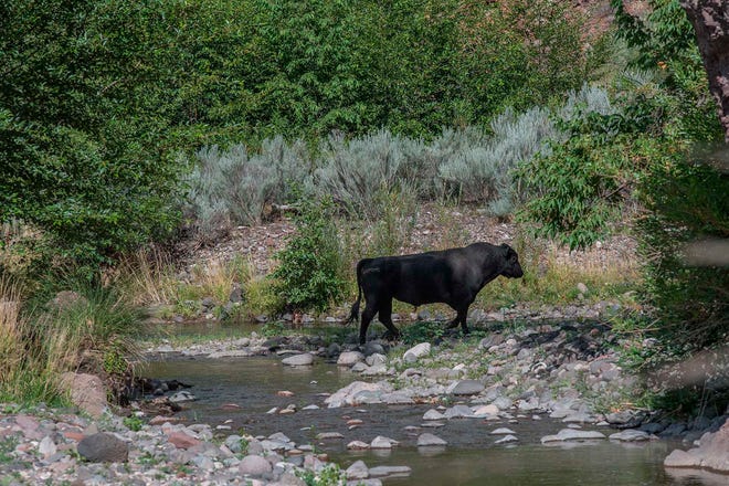 A feral bull is seen along the Gila River in the Gila Wilderness in southwestern New Mexico, on July 25, 2020. U.S. forest managers in New Mexico are moving ahead with plans to kill feral cattle that they say have become a threat to public safety and natural resources in the nation's first designated wilderness, setting the stage for more legal challenges over how to handle wayward livestock as drought maintains its grip on the West.