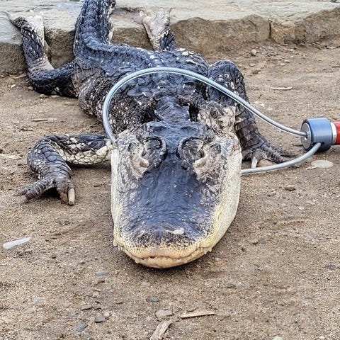 This 4-foot-long alligator was found in Brooklyn's