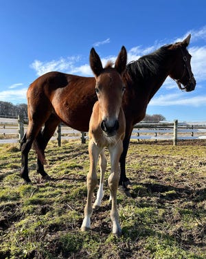 Delaware Valley University's first foal of 2023 was born Feb. 7 and named Gouda. Each year, DelVal has a tradition of creating a new naming convention for all of their foals, and the University is excited to reveal that this year's naming convention is cheese.