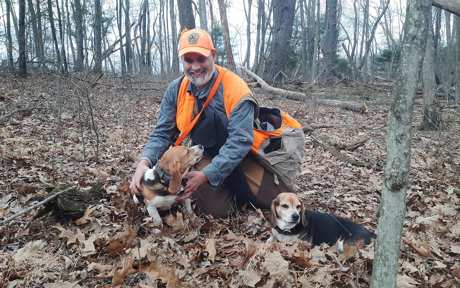 Hunting rabbits with beagles in Pennsylvania. Small game hunting Hunting rabbits with beagles in Pennsylvania. Small game hunting