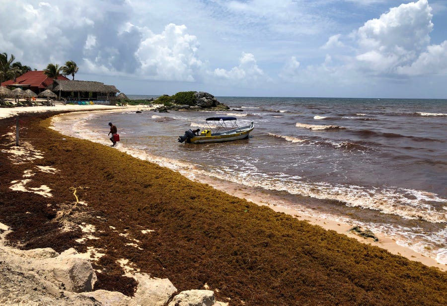 TULUM, MEXICO - JUNE 15: Sargassum, a seaweed-like algae, covers a beach on June 15, 2019 in Tulum, Mexico. Mexico's Riviera Maya Caribbean tourist towns of Cancun, Playa del Carmen and Tulum are being inundated with tons of foul-smelling seaweed-like algae called  sargassum that has turned the pristine blue waters brown and littered the white sands beaches. The government of Mexico is concerned that if the problem persists tourism could suffer. Scientists from South Florida University's   College of Marine Science say that sargassum mats could be brought on by global climate change since increased nutrient flows and ocean water upwelling brings nutrients up from the bottom. (Photo by Justin Sullivan/Getty Images)