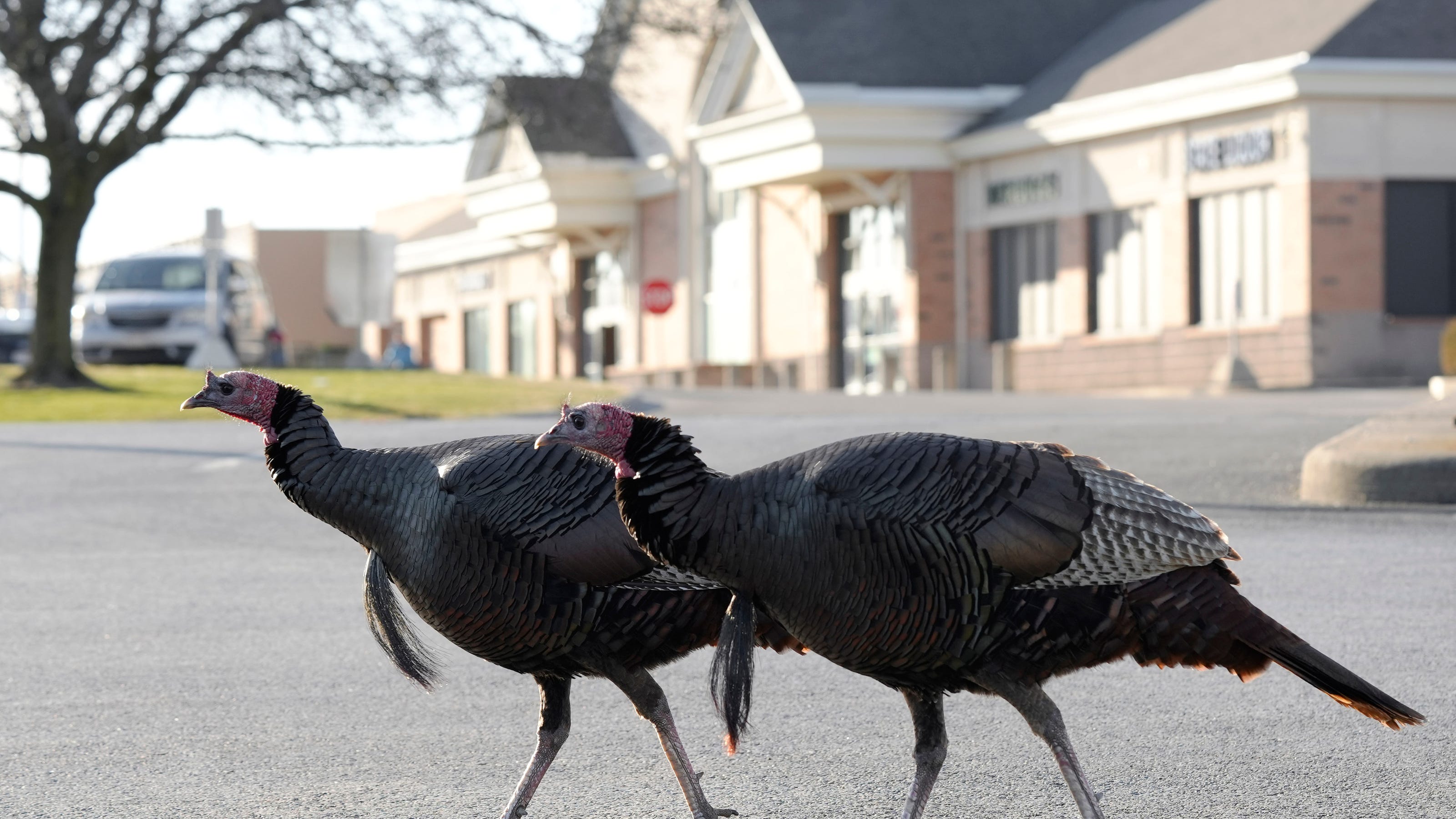 Adopted by Hilliard, ODNR to capture wild turkeys, relocate them