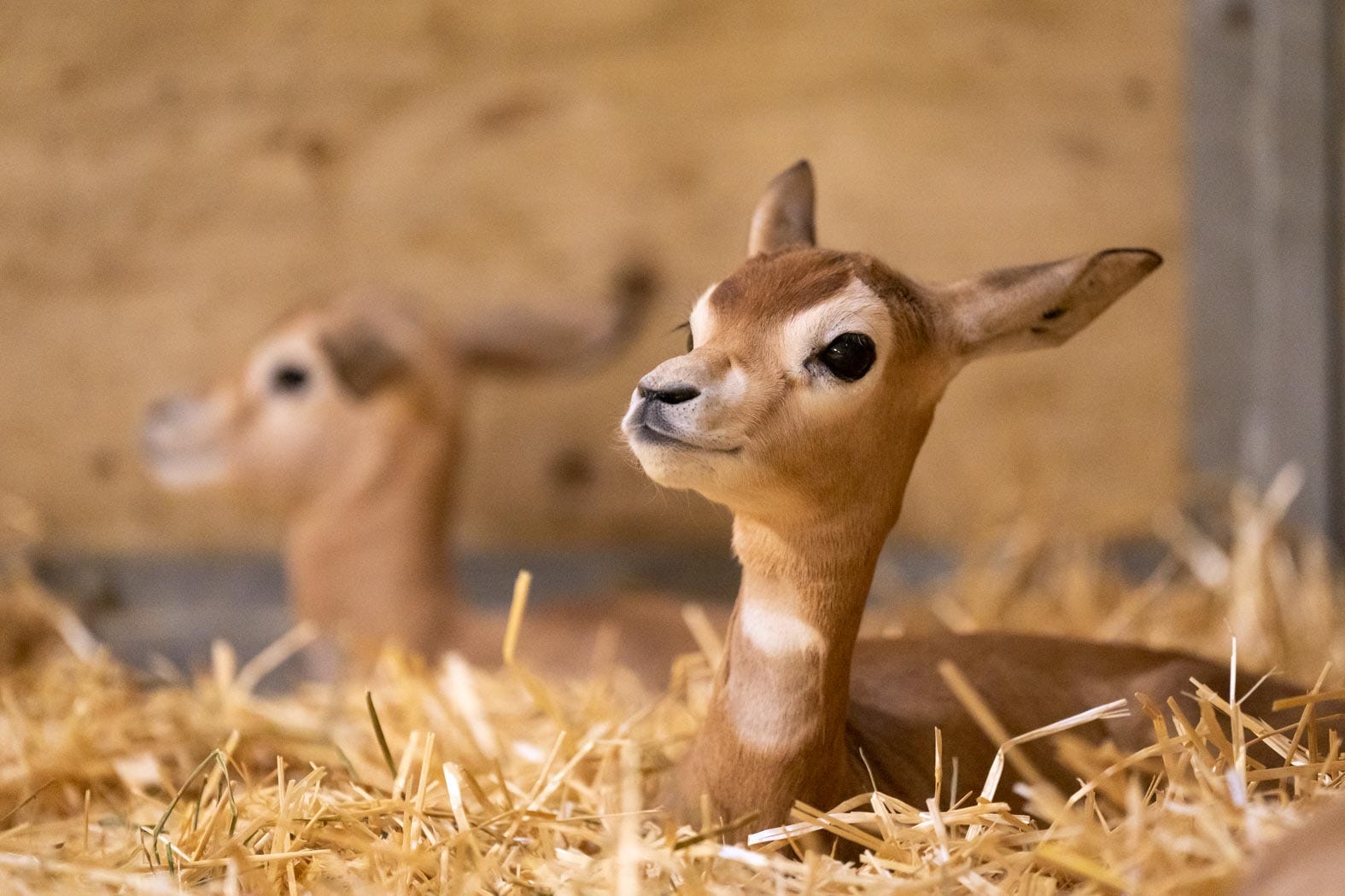 infant gazelles