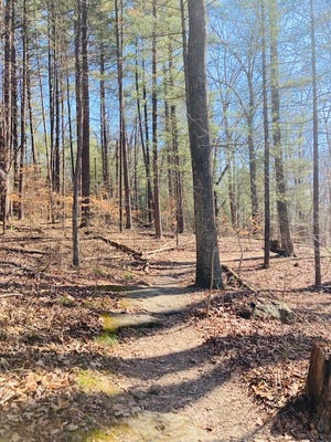 A beautiful day on the Pate Hollow trail.
