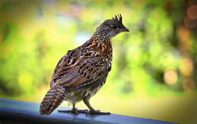 Ruffed grouse are listed as a “species of concern” in Ohio. If their population continues to decline, they will be considered a threatened species.