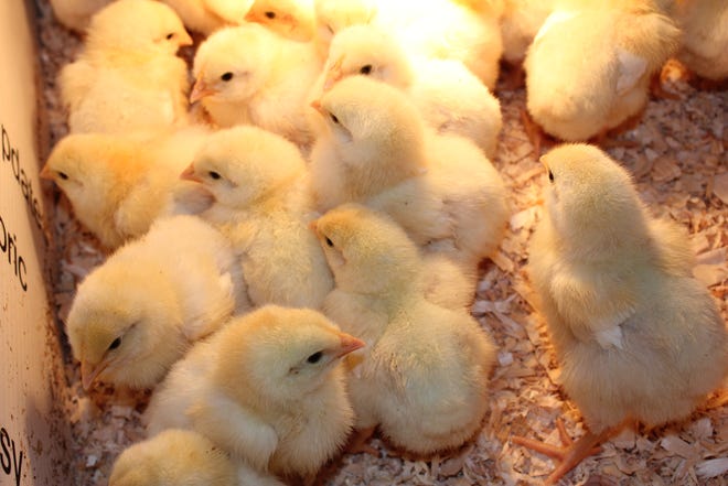 Baby chicks may carry disease-causing bacteria, but biosecurity and hygiene practices can prevent the spread of infection.