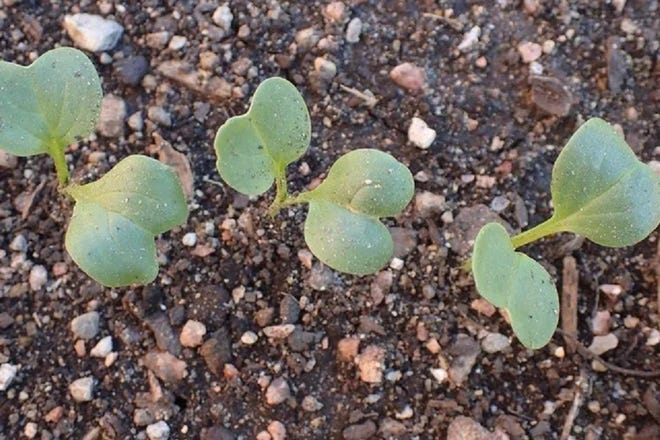 Many vegetables can be started from seeds indoors and transplanted after the danger of frost has passed.