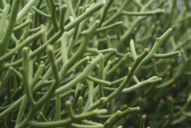 The pencil tree succulent gets its name from its leafless, pencil-like branches.