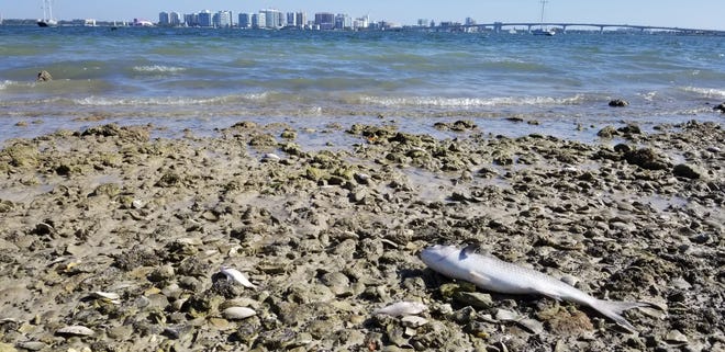 A file photo from December 2022 of dead fish likely killed by red tide in Sarasota Bay.