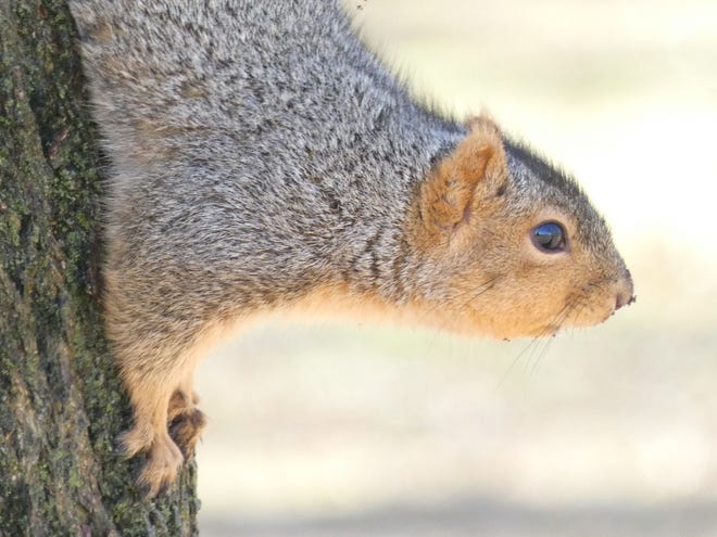 A gray squirrel explores Aumiller Park on a warm February afternoon.