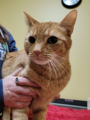 Tabby cat lacking from Miami recognized in Kansas 2 a number of years, 1500 miles afterward