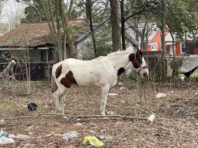 Detectives with the West Baton Rouge Sheriff’s Office recovered horses in the Baton Rouge area that had been reported stolen from Ascension Parish and the Brusly area.