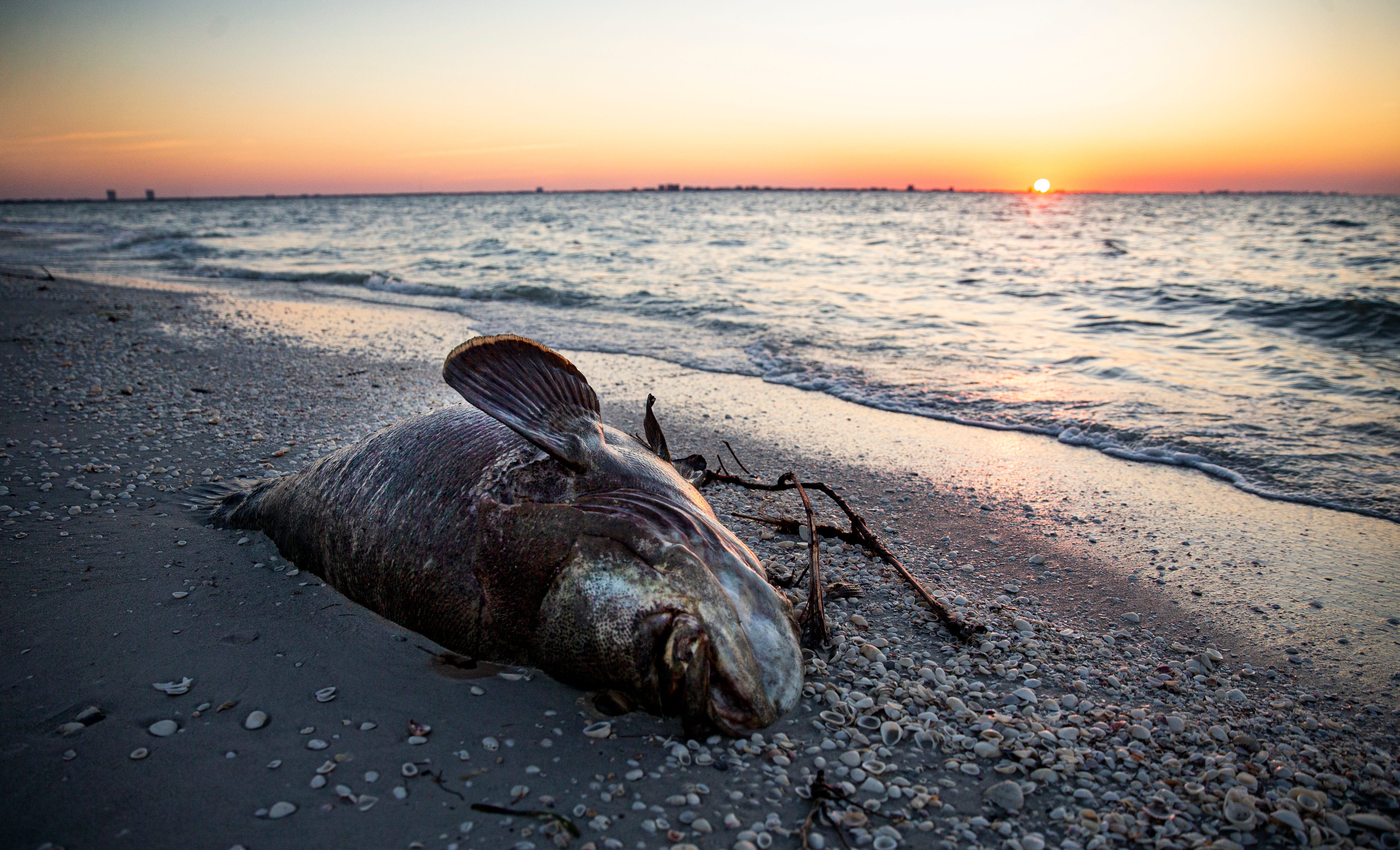 Red tide detected near West Palm Beach, Florida and what it means