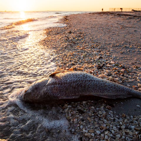 Large dead fish litter the beach near the Sanibel 
