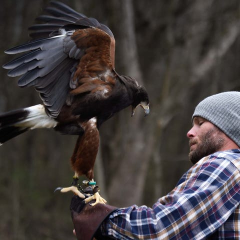 David Hudson, a licensed falconer, releases "Goldi