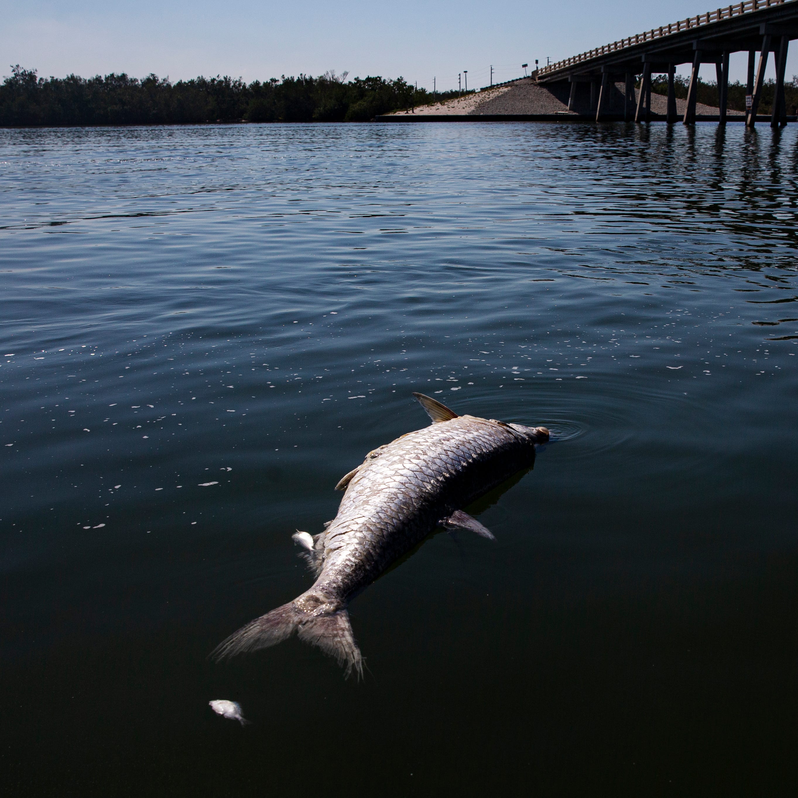 A large dead tarpon floats in the waters in New Pass at Lovers Key on Wednesday, March 2, 2023. Red tide is hammering the coast Southwest Florida with many big fish washing up on local beaches from Fort Myers to Naples.    