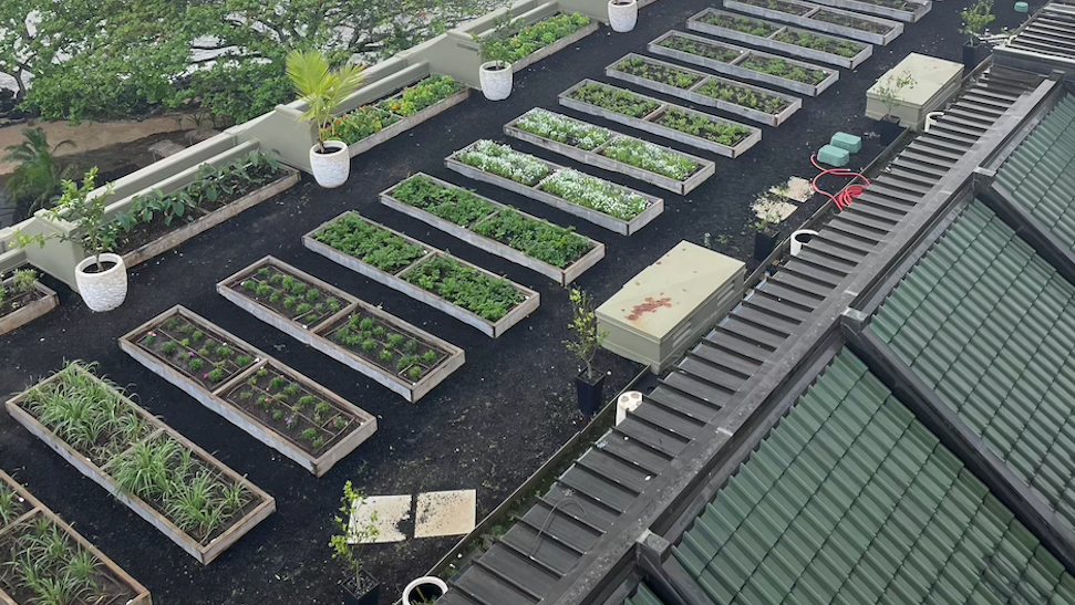 The hotel's organic rooftop garden grows canoe crops, or the plants brought to Hawaii by early Polynesians, such as turmeric and the Hawaiian chili pepper.