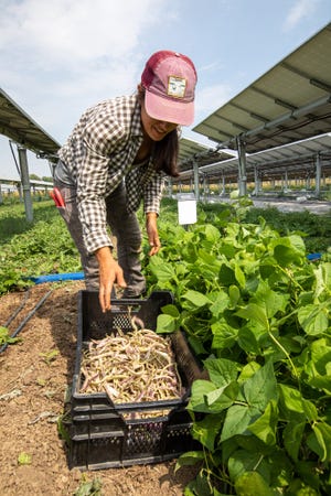 Farmer Brittany Staie of Sprout City Farms, farm manager at Jack's Solar Garden in Longmont, Colo., harvests beans, just one of the many types of produce which grows amid the panels of a 1.2-megawatt, 5-acre community solar farm.